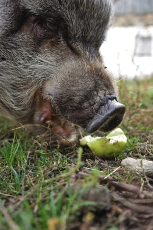 Schweine