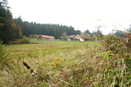 Schafe & Ziegen