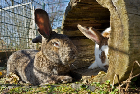 Hasen & Meerschweinchen