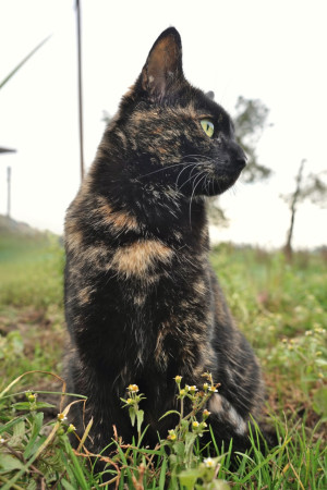 Katzen