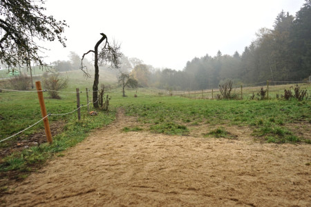 Schafe & Ziegen