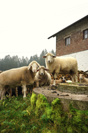 Schafe & Ziegen