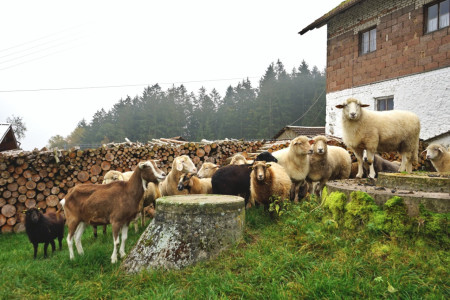 Schafe & Ziegen