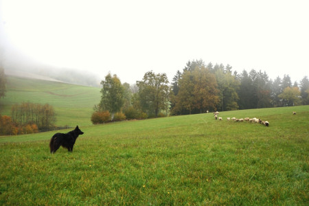 Schafe & Ziegen