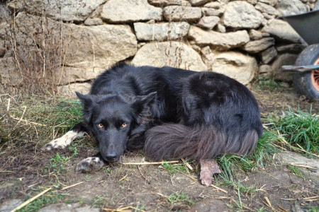 Hunde