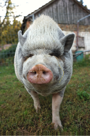 Schweine