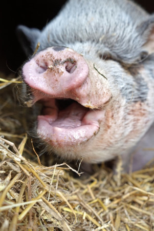 Schweine