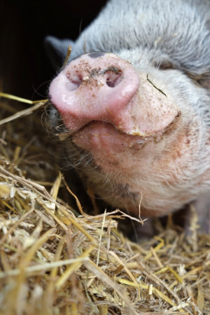 Schweine
